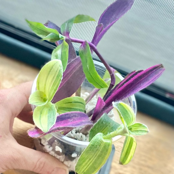 Rare tradescantia cutting bundle - 3 varieties - pink stripe, sillamontana , + - Picture 6 of 12